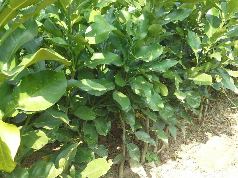 柚子树苗红心蜜柚苗红肉琯溪蜜柚苗，嫁接苗根须发达存