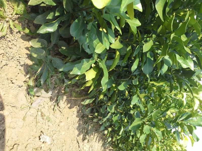 柚子树苗红心蜜柚苗红肉琯溪蜜柚苗，嫁接苗根须发达存