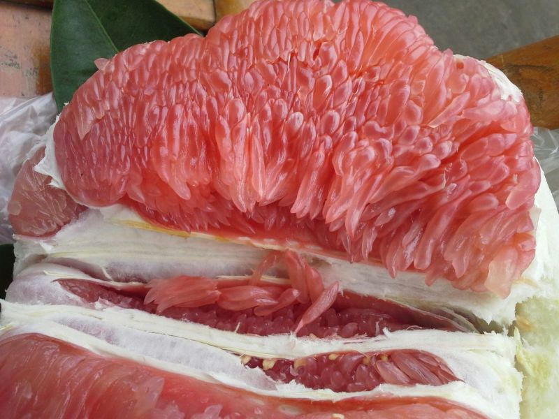 柚子树苗红心蜜柚苗红肉琯溪蜜柚苗，嫁接苗根须发达存