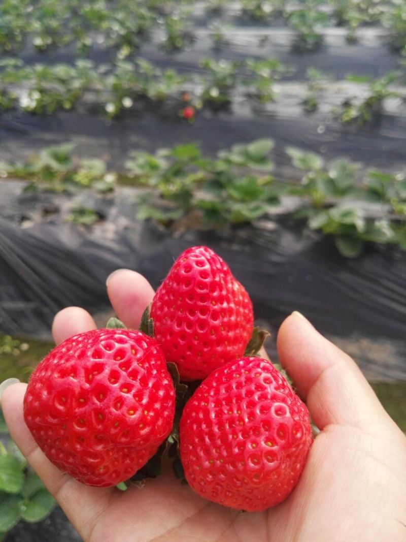 石莓1号草莓20~30克