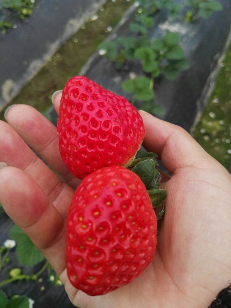 石莓1号草莓20~30克