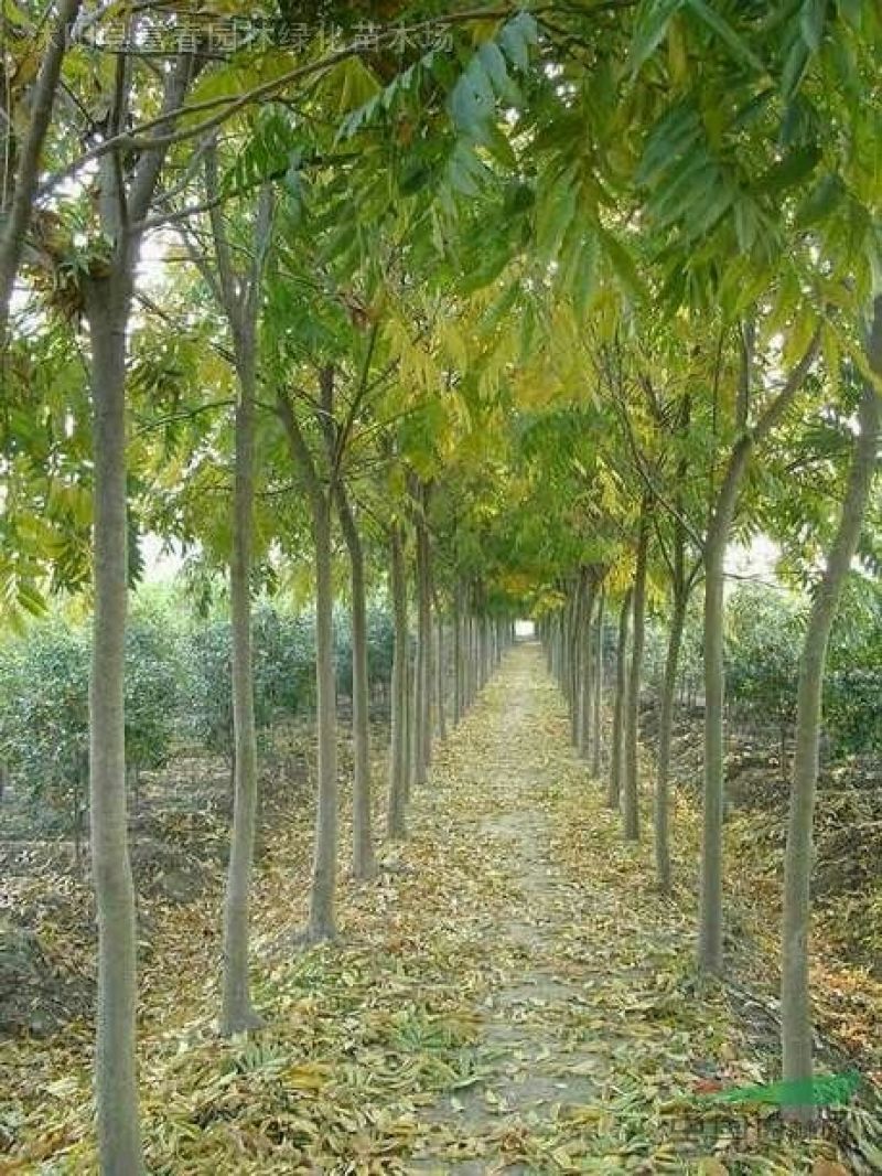 无患子1一25公分供应，有需要的可以采购咨询
