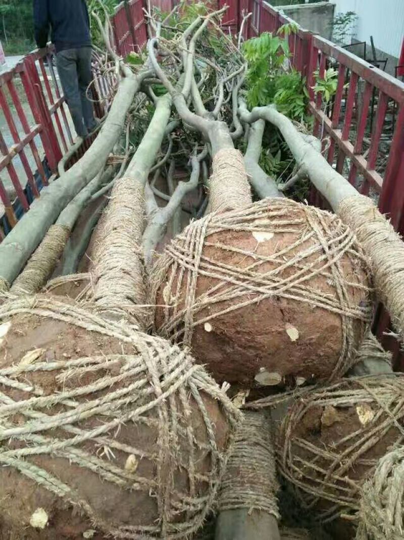 无患子1一25公分供应，有需要的可以采购咨询