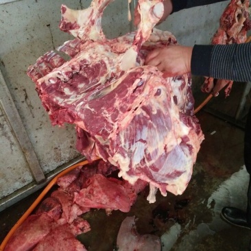 驴肉鲜货
