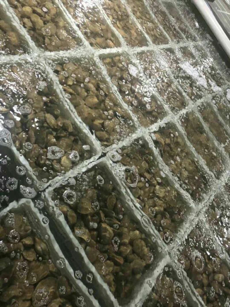 产地直发，批发零售！适合刺身，烧烤！油贝黄贝