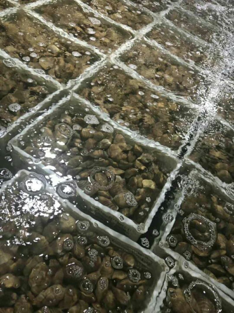 产地直发，批发零售！适合刺身，烧烤！油贝黄贝