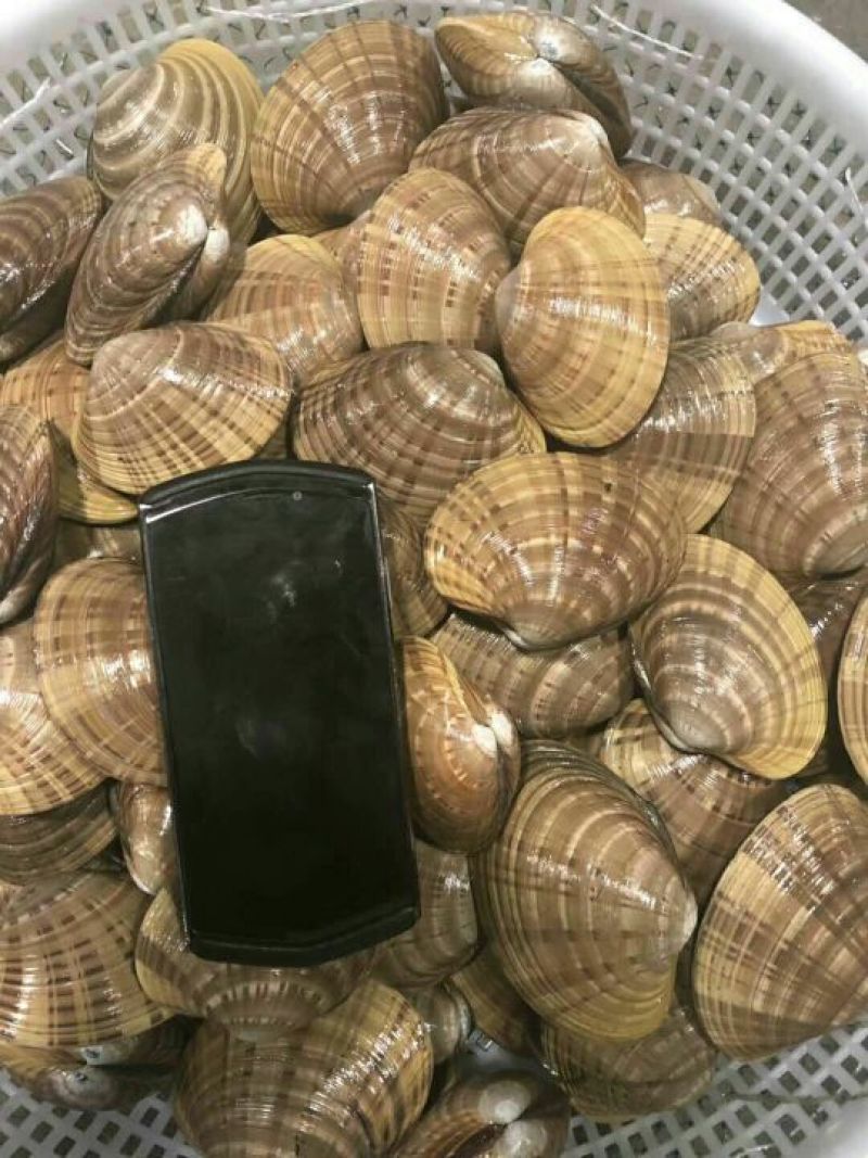产地直发，批发零售！适合刺身，烧烤！油贝黄贝