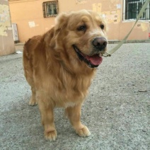 金毛犬公