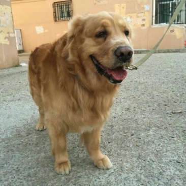 金毛犬公
