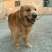 金毛犬公