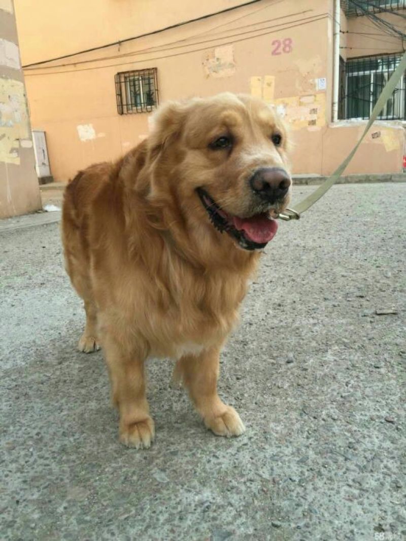 金毛犬公