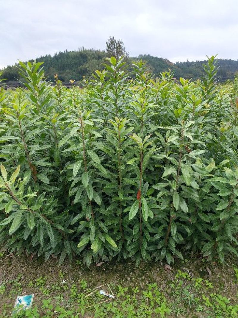 杨梅苗产地直供优质杨梅拐弯苗绿化苗，提供种植技术支持
