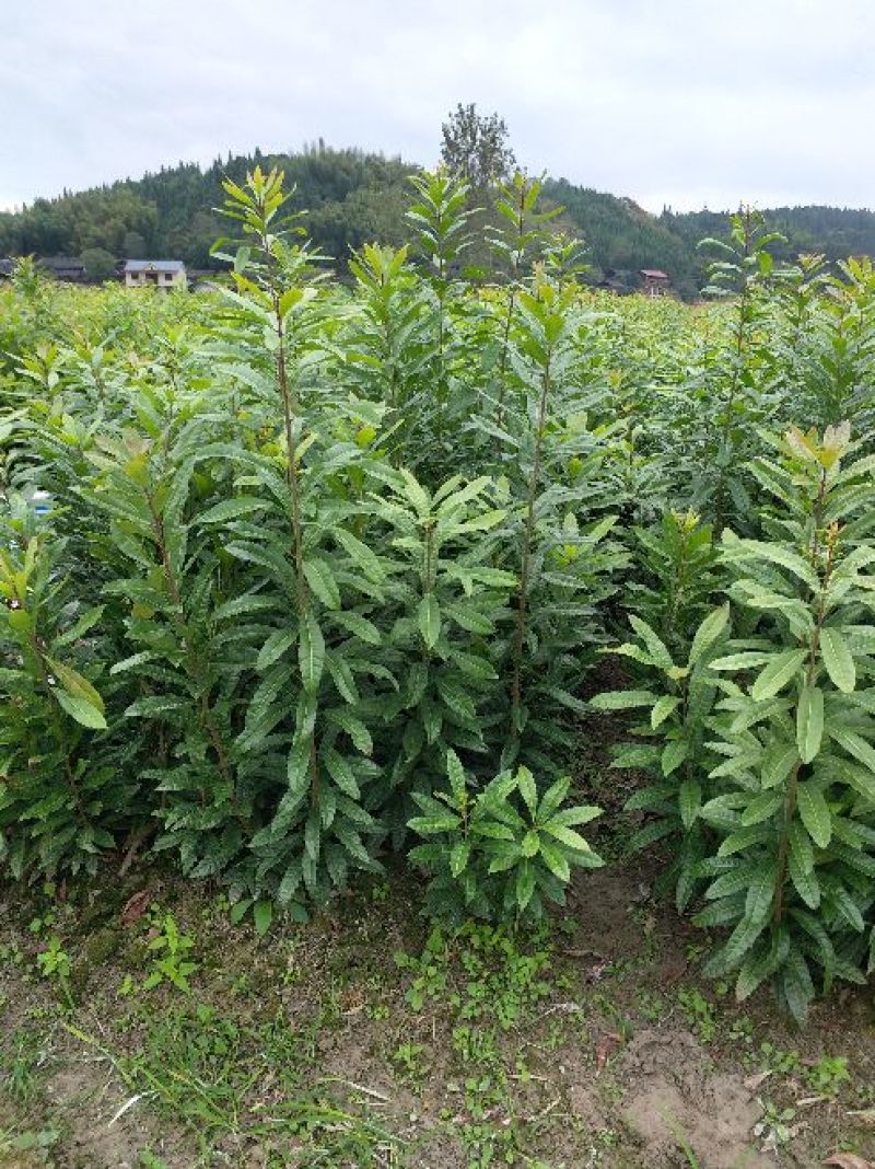 杨梅苗产地直供优质杨梅拐弯苗绿化苗，提供种植技术支持