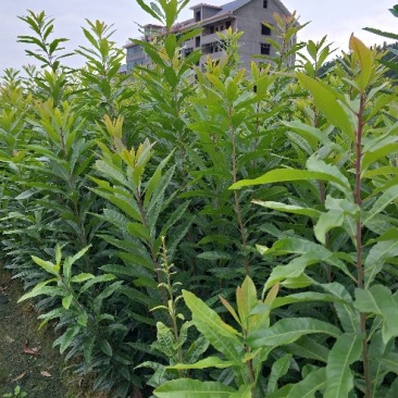 杨梅苗产地直供优质杨梅拐弯苗绿化苗，提供种植技术支持