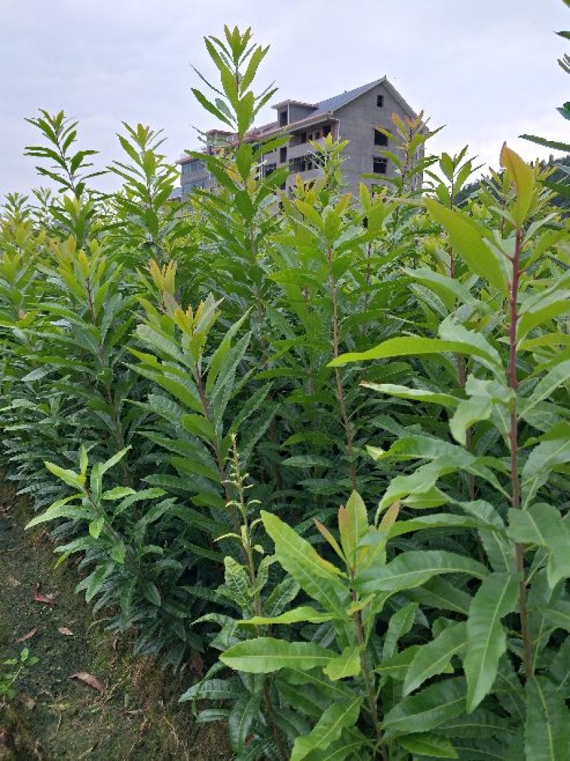 杨梅苗产地直供优质杨梅拐弯苗绿化苗，提供种植技术支持