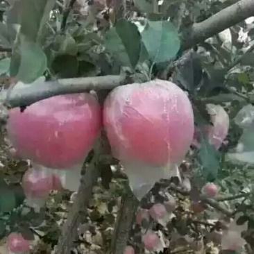 红富士苹果85mm以上膜袋