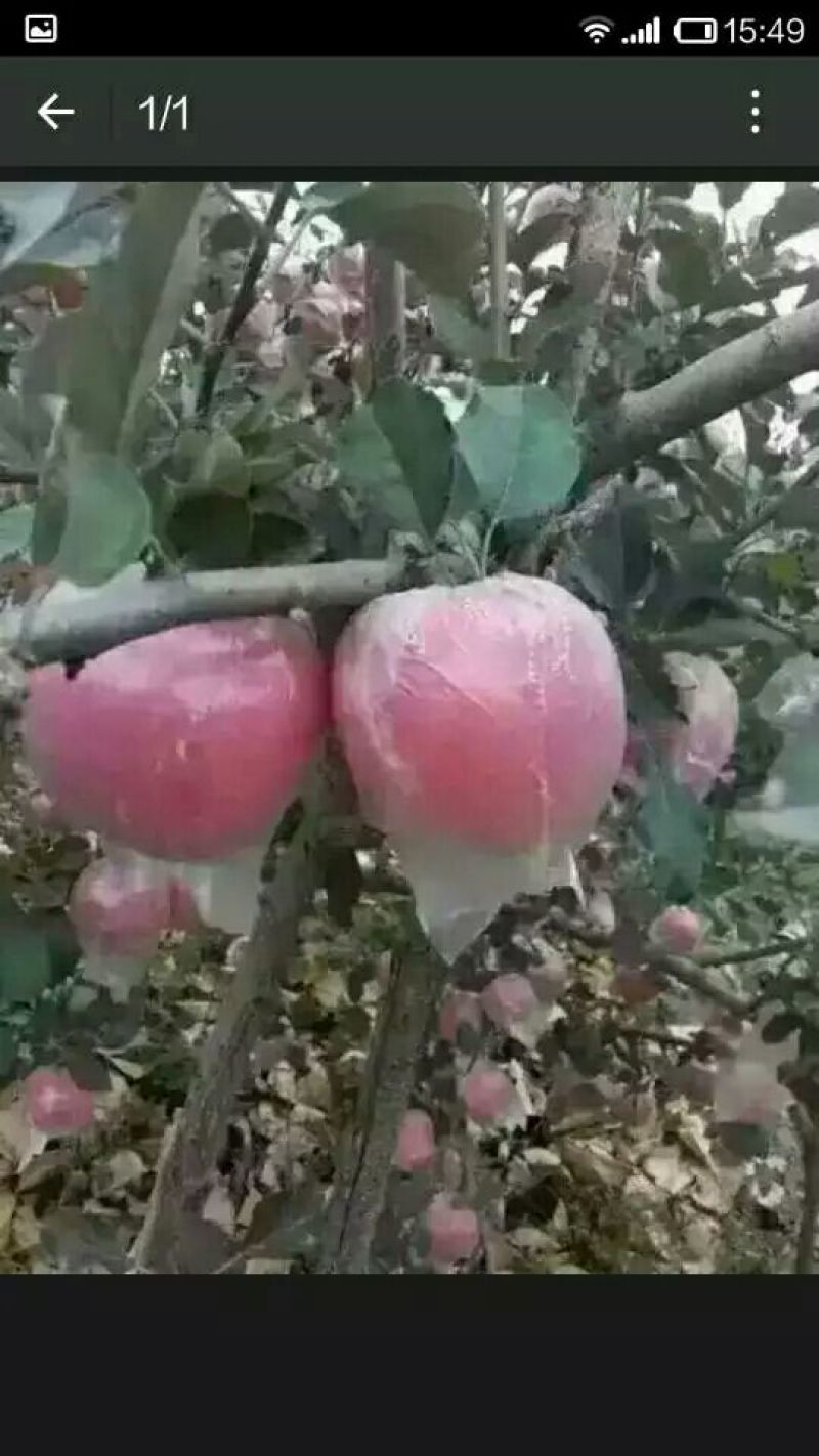 红富士苹果85mm以上膜袋