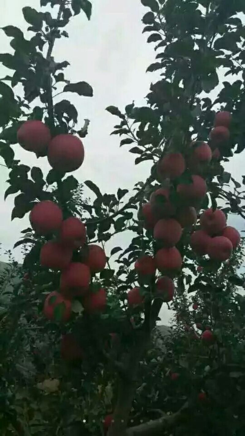 红富士苹果85mm以上膜袋