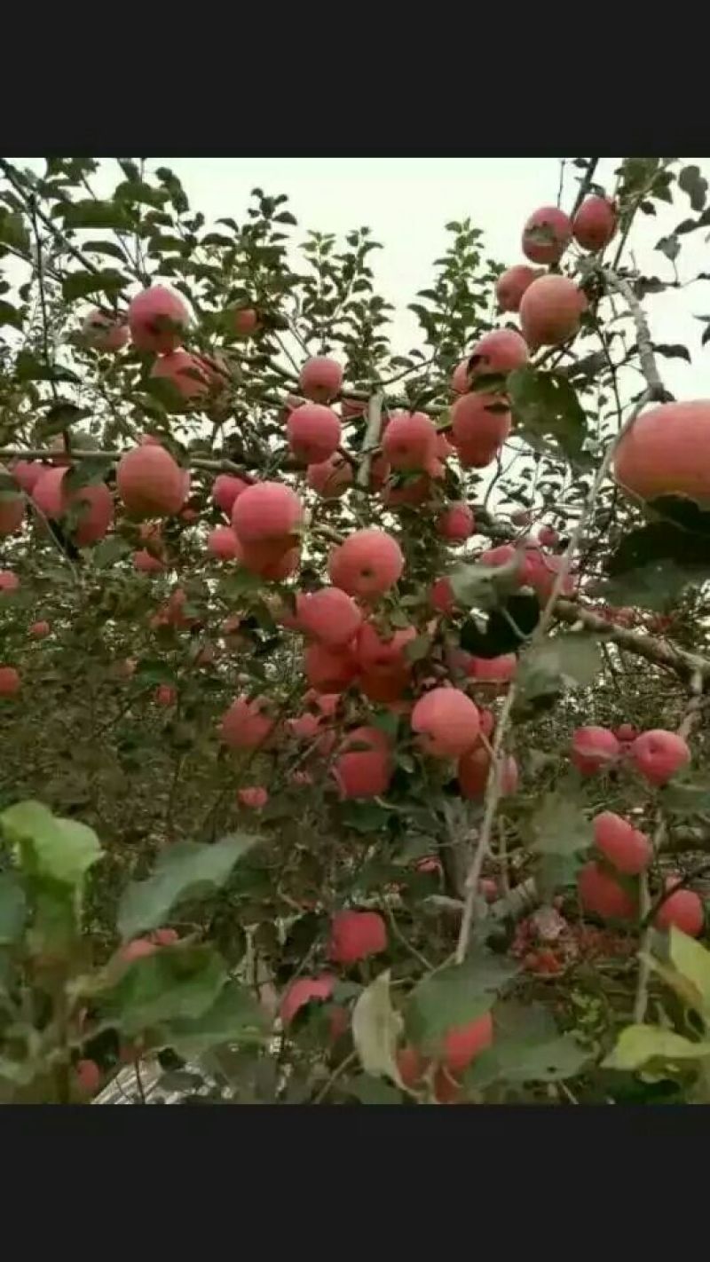 红富士苹果85mm以上膜袋