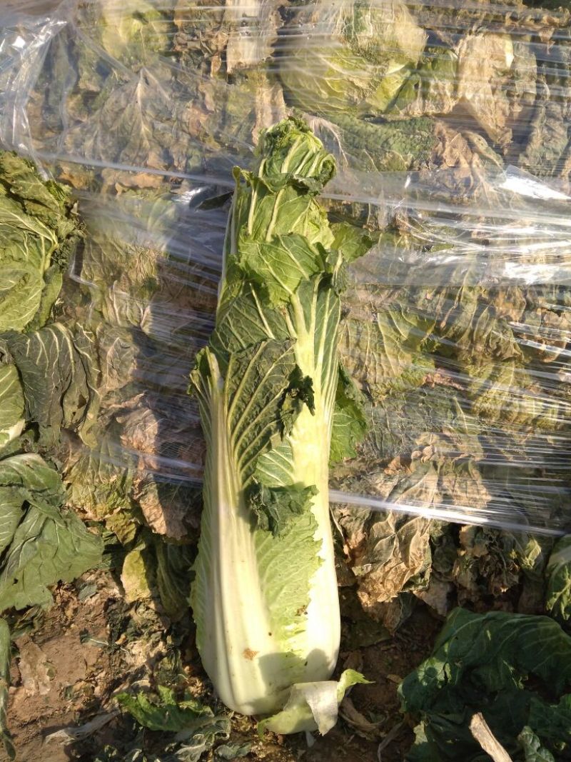 编号冀065万亩大白菜，欢迎各位老板实地考察！