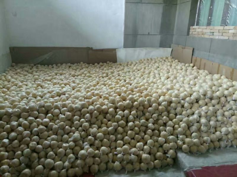 酥梨150~200g纸袋