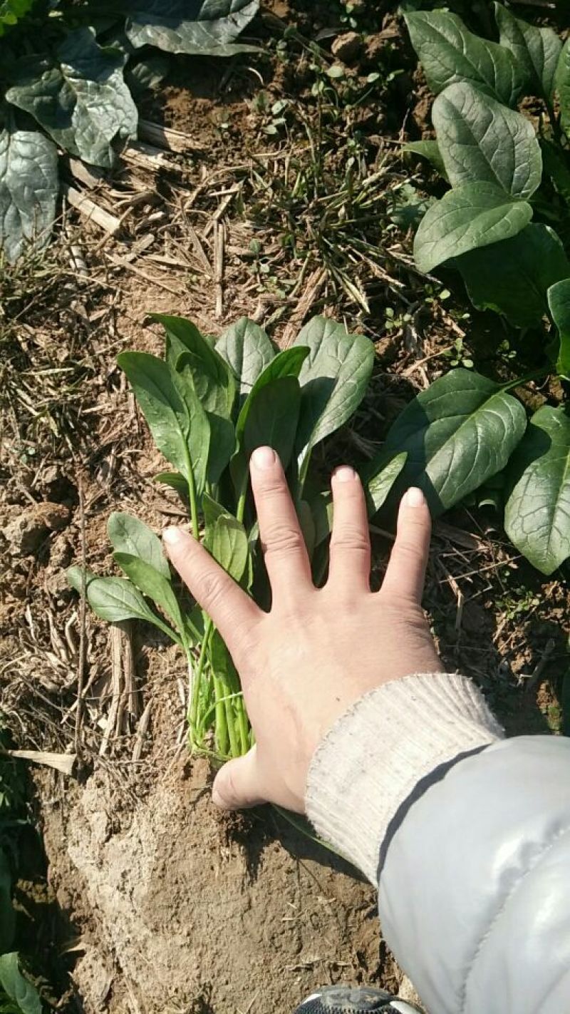 大叶菠菜常年有菠菜