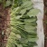 大叶菠菜常年有菠菜