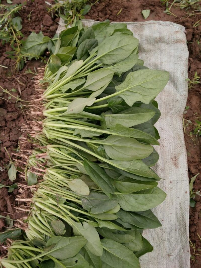 大叶菠菜常年有菠菜