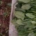 大叶菠菜常年有菠菜