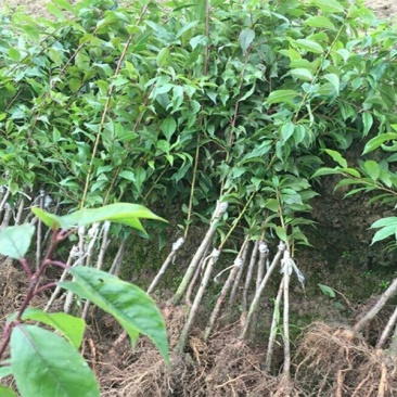 三华李树苗30~40cm
