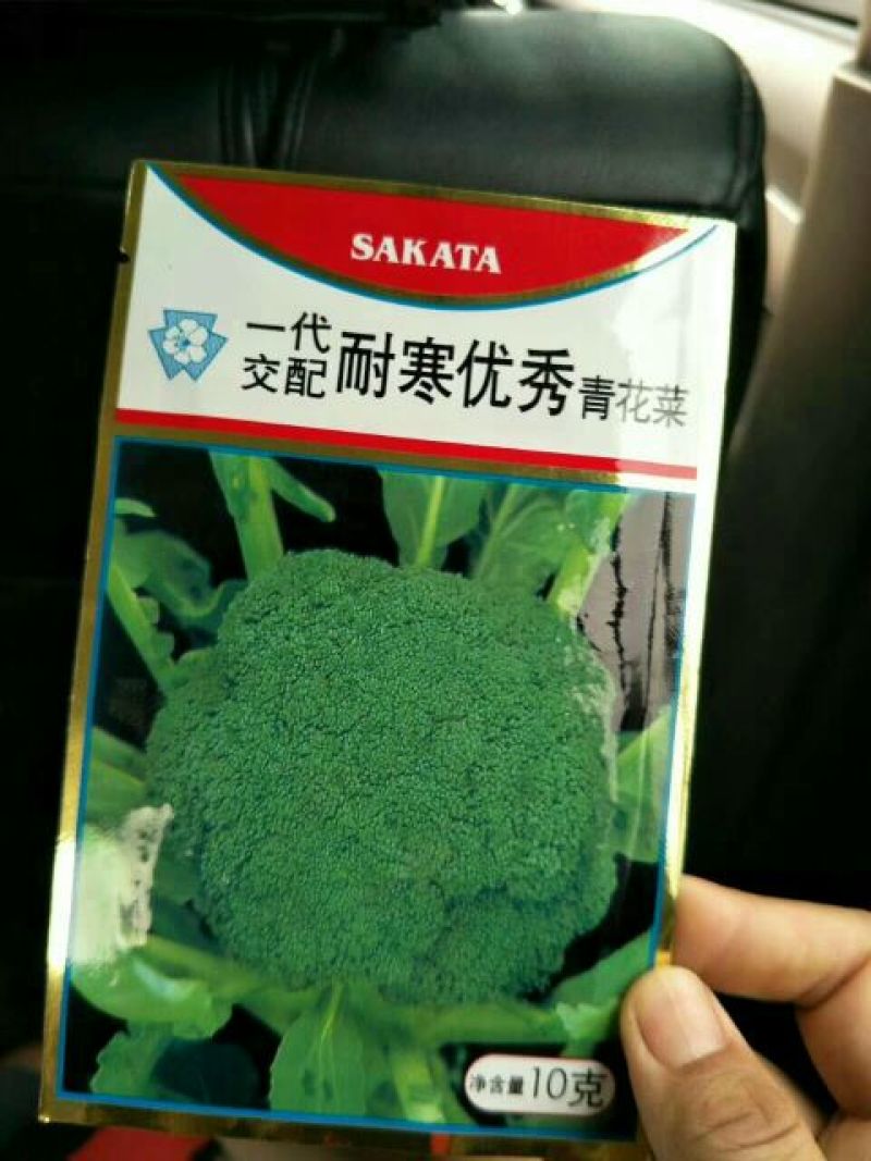 西兰花苗