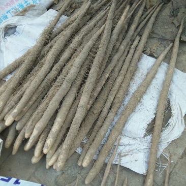 小白嘴白山药2~3厘米40~50厘米一级通货