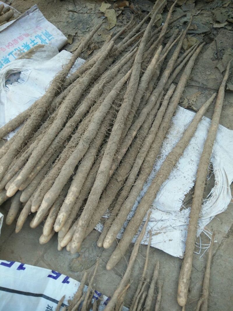 小白嘴白山药2~3厘米40~50厘米一级通货