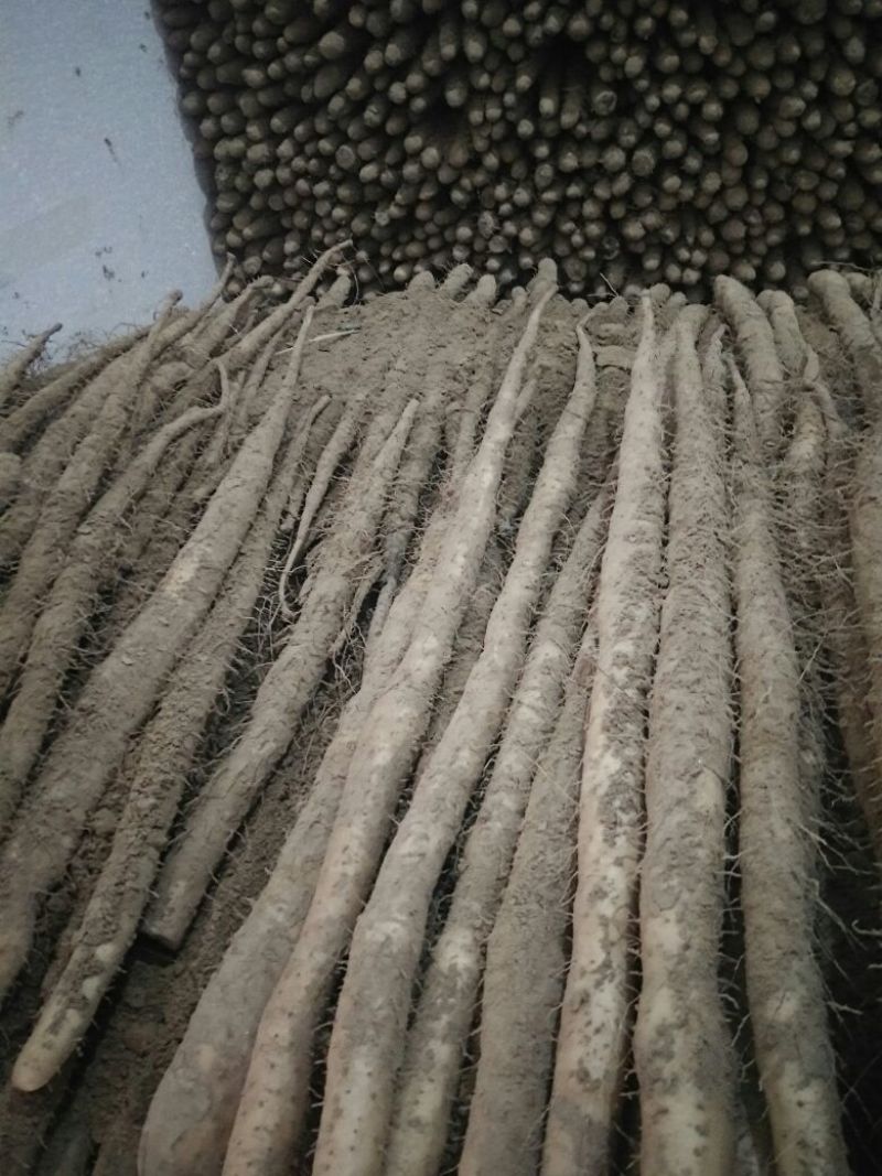 小白嘴白山药2~3厘米40~50厘米一级通货