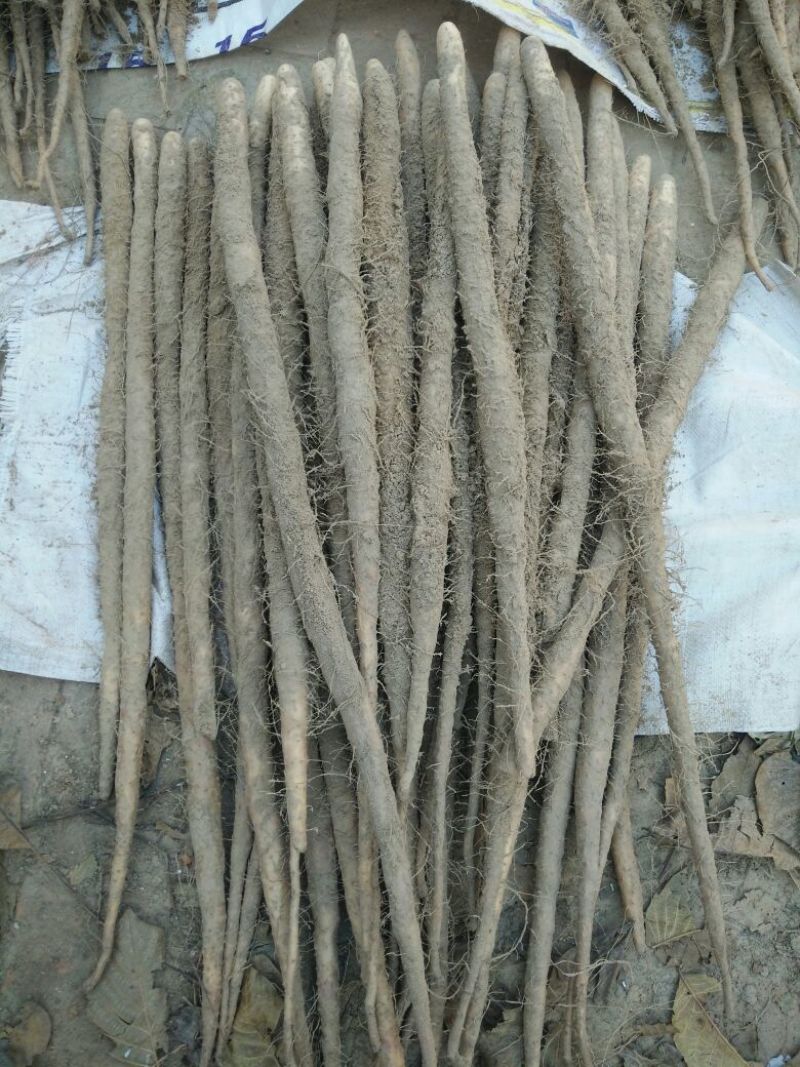 小白嘴白山药2~3厘米40~50厘米一级通货