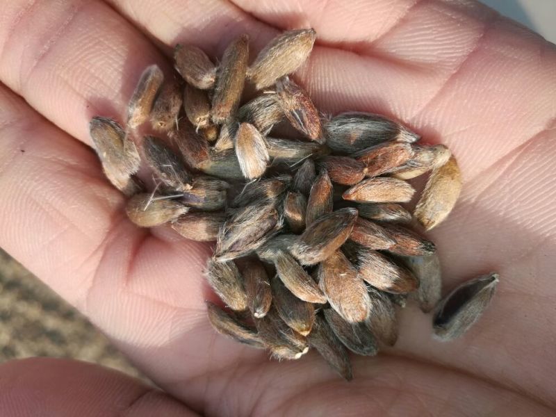 白术芽子，改良白术芽子，白术芽，优质白术芽