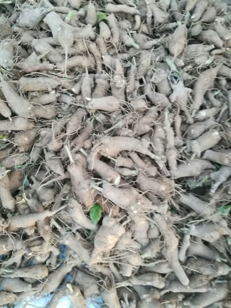 白术芽子，改良白术芽子，白术芽，优质白术芽