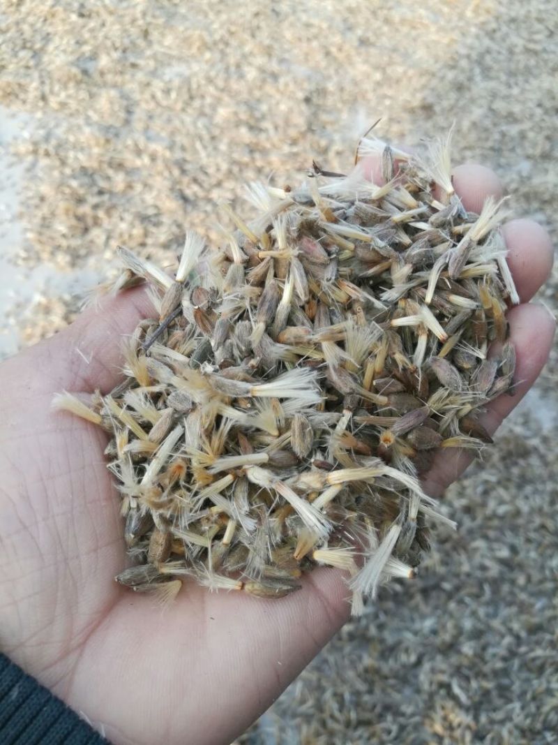 白术芽子，改良白术芽子，白术芽，优质白术芽
