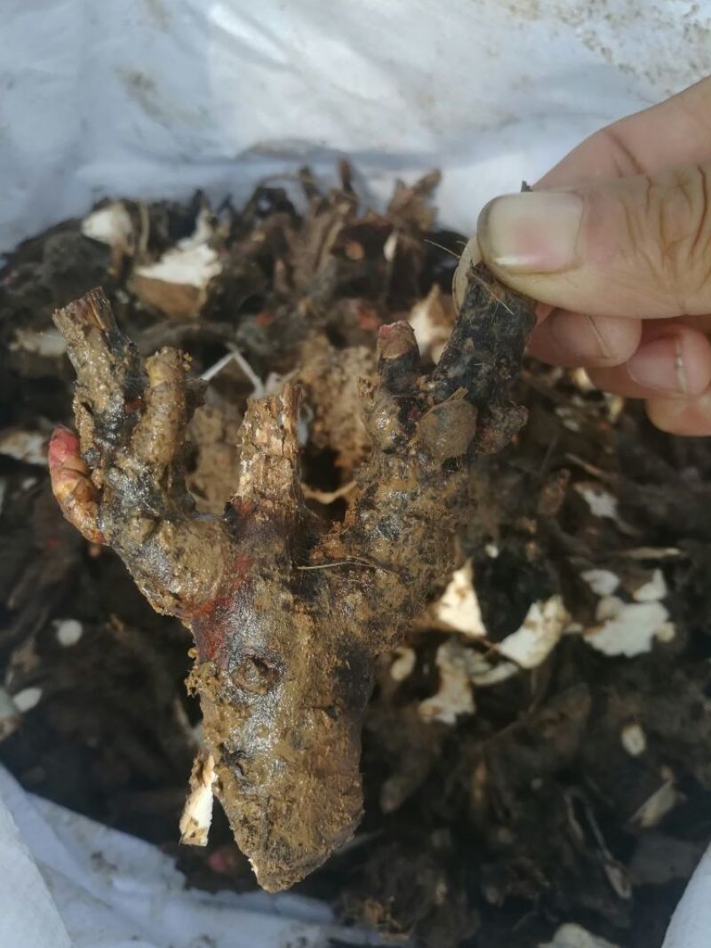 白芍芽，白芍种苗，白芍芽头，白芍芽，白芍铺棒芽