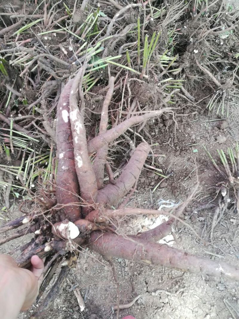 白芍芽，白芍种苗，白芍芽头，白芍芽，白芍铺棒芽