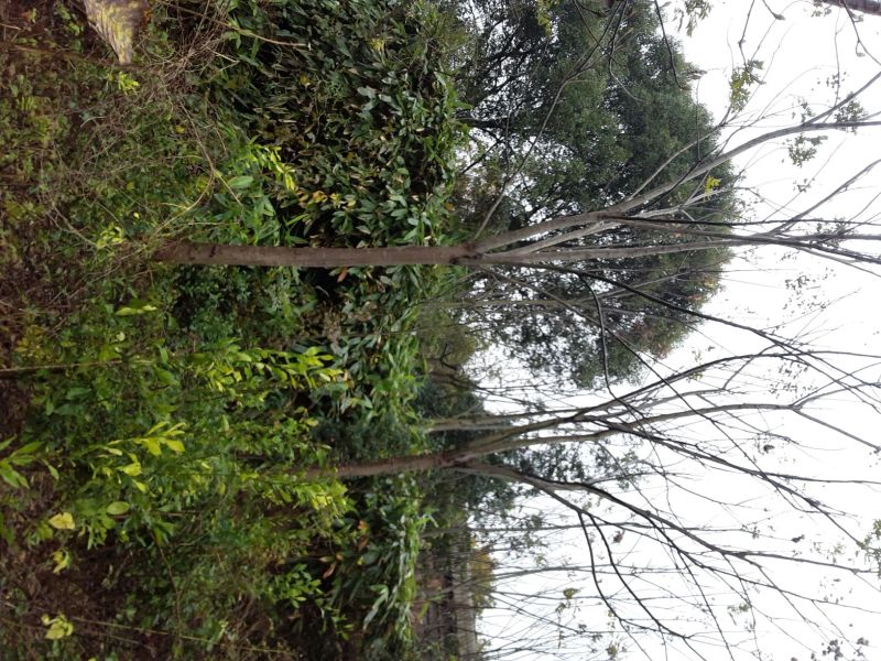 江西精品黄山栾树基地5一20批发，现货长期有效。