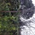 江西精品黄山栾树基地5一20批发，现货长期有效。