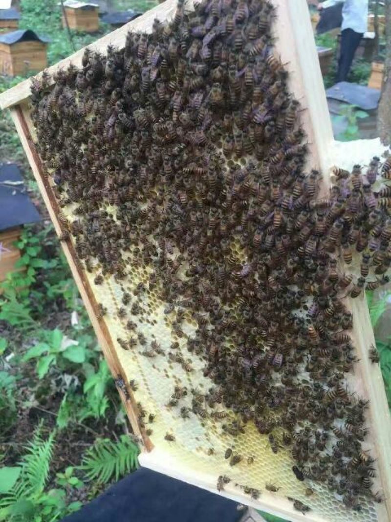 中蜂中华蜜蜂平箱装