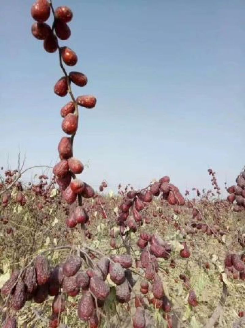 和田大枣特级干枣