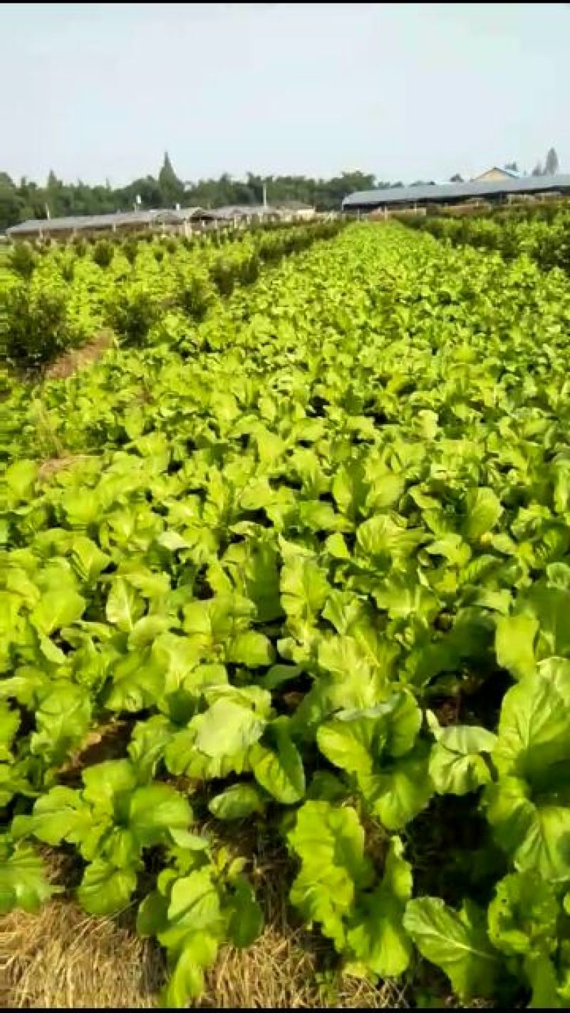 榨菜5两以上