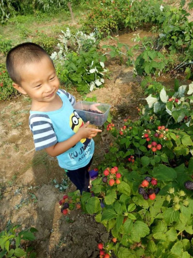 双季树莓苗当年挂果苗，黄树莓苗