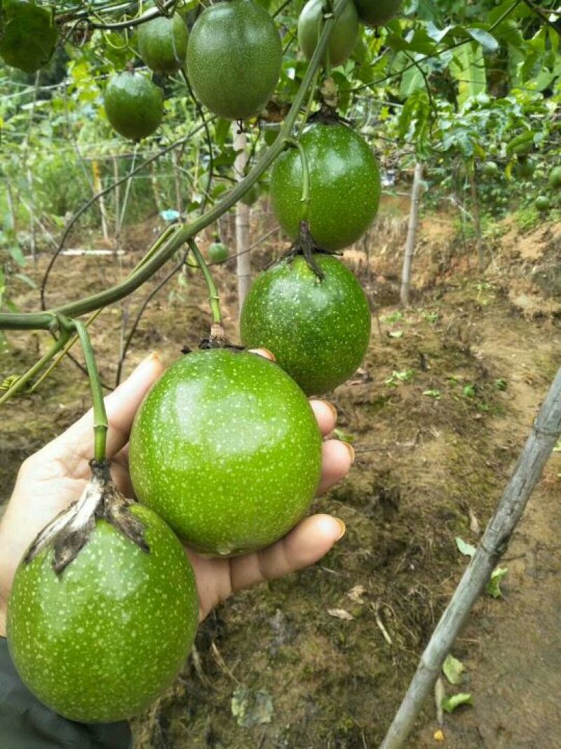 黄金百香果苗10~20cm
