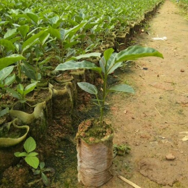 黄金百香果苗10~20cm