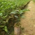 黄金百香果苗10~20cm
