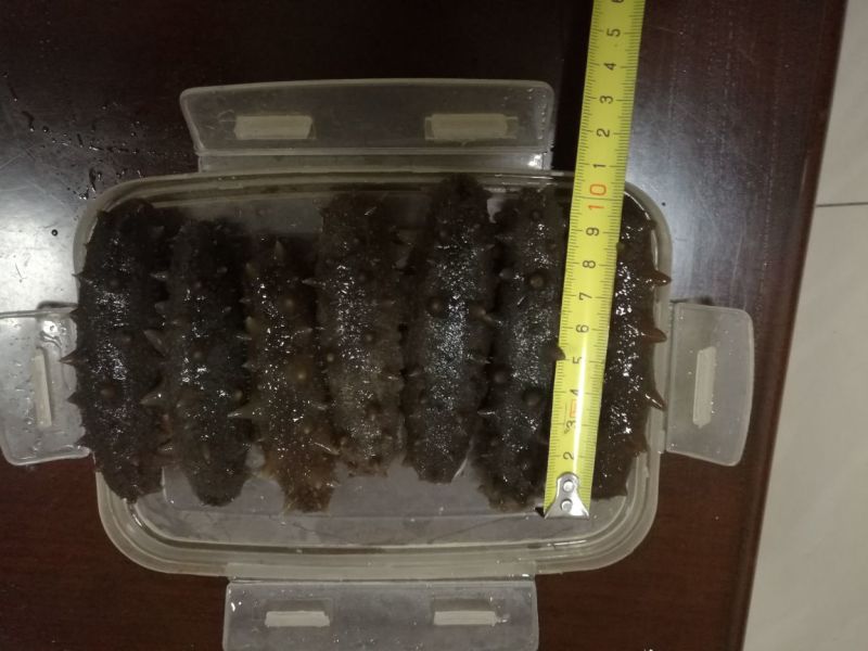 黑海参9元一个，量大批发！